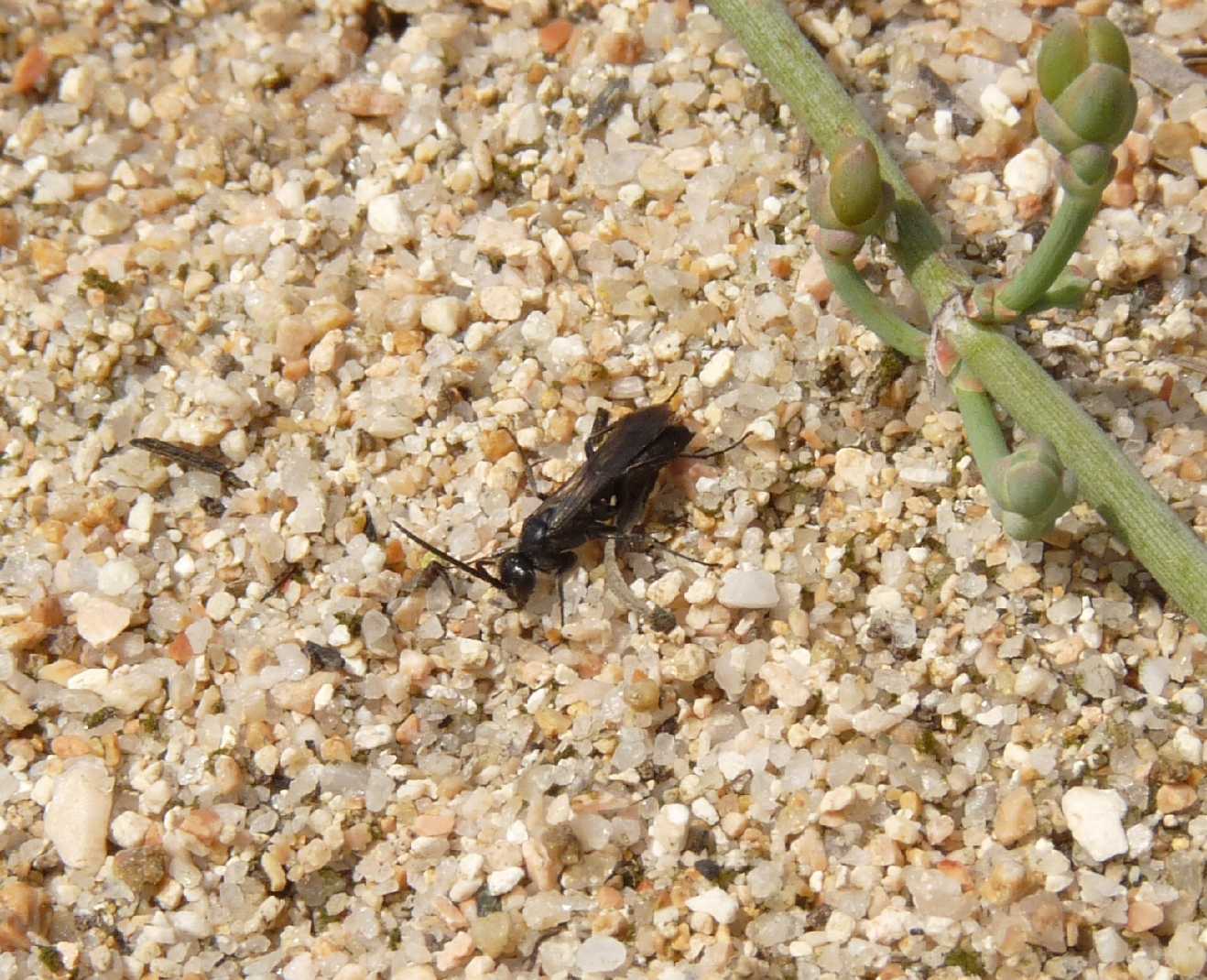 Piccoli pompilidae alla foce del Liscia